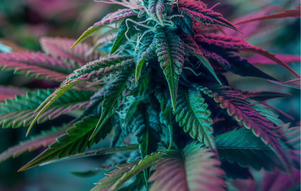 THCA Flower Elevating Wellness